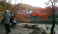 香嵐渓に行ってきました 2008/11/23 23:13:38
