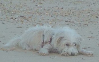 子犬の散歩