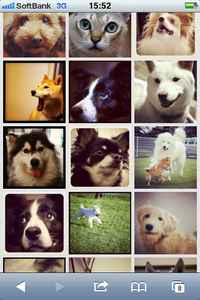 ワンニャンコStagram