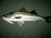 浜名湖でルアー釣り 2009/03/04 02:29:37