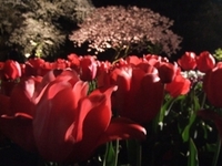 無題。 2007/04/11 23:25:41