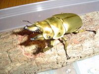 オウゴンオニクワガタ 2006/03/24 15:21:19