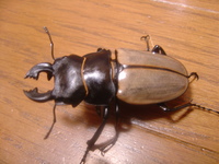 カステルナウディツヤクワガタ