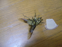 オウゴンが飛んだ！