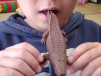 ワニチョコ