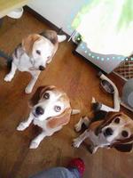 キャベツ犬(^_^)v