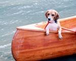 カヌー犬(^_^)v