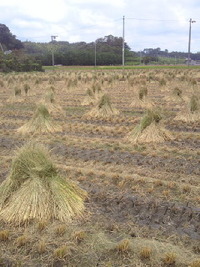 稲刈り 2012/08/08 00:51:15