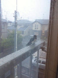 雨宿り 2012/08/15 03:56:59