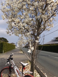 モクレン通り 2015/03/21 18:26:07