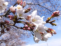 3分咲き 2015/03/28 14:42:58