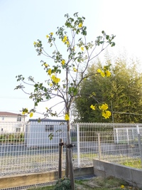 今年のイペー 2015/04/27 17:29:23