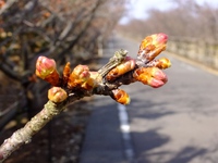 河津桜@浜岡砂丘 2017/02/18 14:05:57