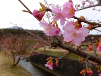 河津桜@大山 2017/02/20 14:02:57
