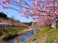 河津桜@大山 その2 2017/02/25 13:15:57