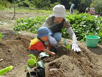 冬野菜を植えよう