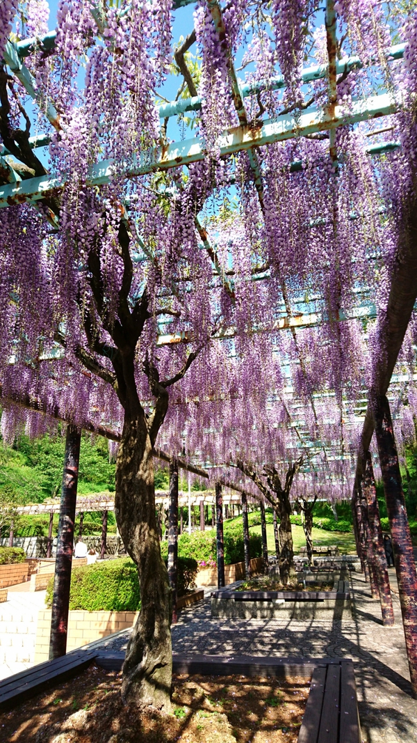 藤枝市若王子 藤色と空色のコントラストが綺麗 蓮華寺池公園の藤まつりに行ってきました 澪 軌跡を描く