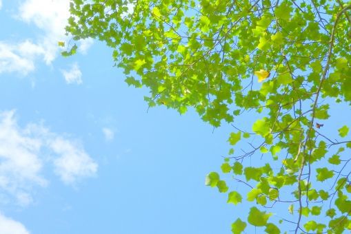 信(saddha)は浄心であり心が澄み明るくする