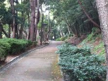 手軽にすぐ楽しめる森林浴