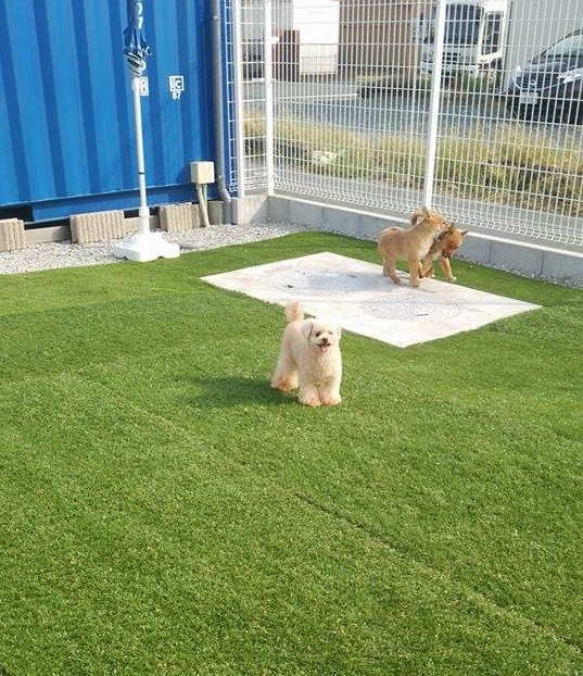 愛犬も喜ぶ人工芝のドッグラン