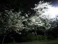 夜桜 2015/04/04 20:10:12