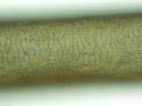 1月（＾＾） 2013/01/17 11:20:08