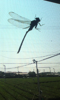必死ですf(^_^)