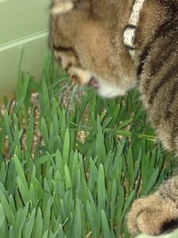 猫草の種・エン麦
