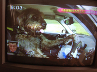 運転する犬(^_^)