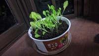 今話題の育てるサラダを実際に育ててみる！～2週目 水をあげすぎてもだめらしい育てるサラダが急成長！～ 2016/06/02 12:00:00