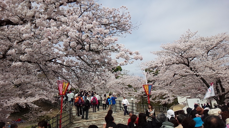 春の城まつり6～改修後の姫路城は三時間待ち！～