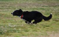 飛行犬