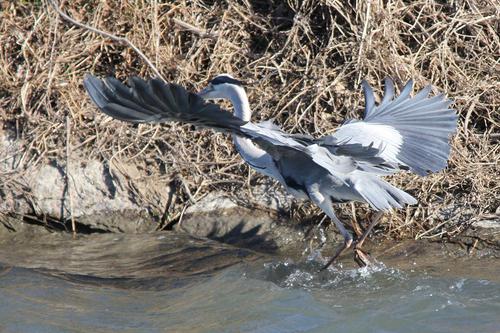 鳥ウォッチング
