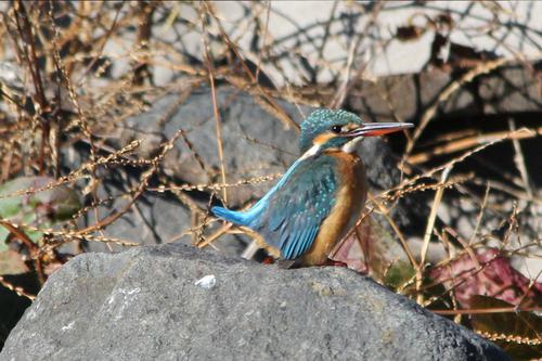 鳥ウォッチング