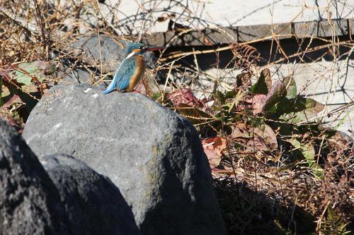 鳥ウォッチング