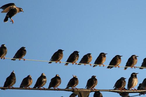 鳥ウォッチング