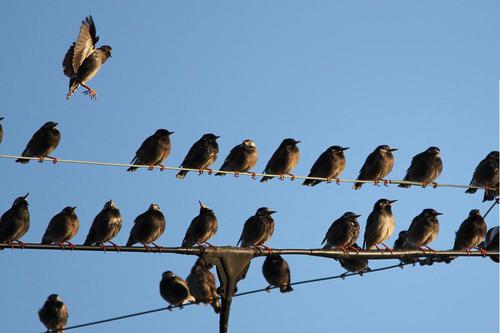 鳥ウォッチング