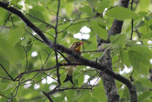 身延、七面山で遭遇　鳥の種類？？？