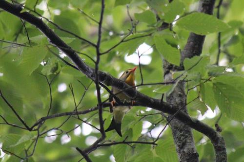 身延、七面山で遭遇　鳥の種類？？？