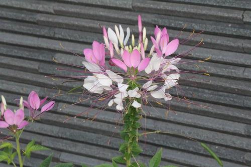 仙台の花