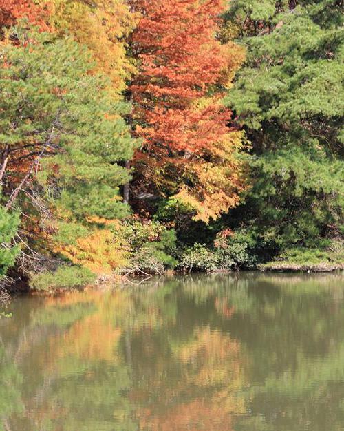 浜北森林公園紅葉狩