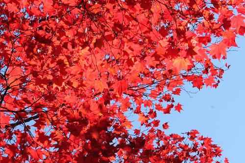 京都紅葉、源光庵～光悦寺