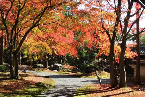 京都紅葉、源光庵～光悦寺