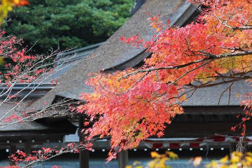 紅葉　小國神社