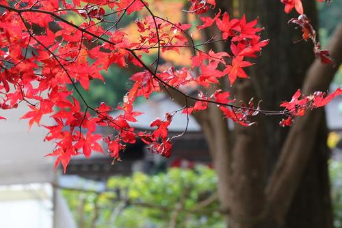 紅葉　小國神社