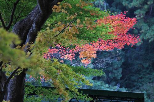紅葉　小國神社