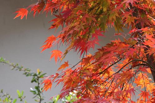 紅葉　青龍山満光寺（愛知県鳳来町）