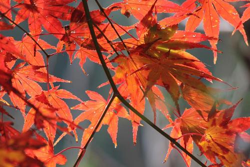 紅葉　青龍山満光寺（愛知県鳳来町）
