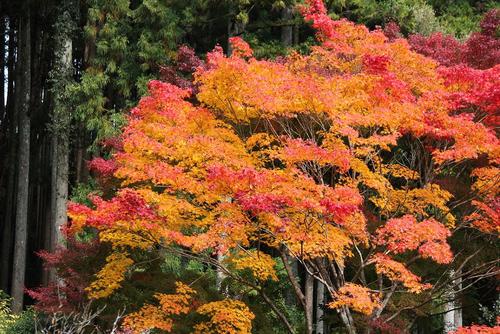 紅葉　青龍山満光寺（愛知県鳳来町）