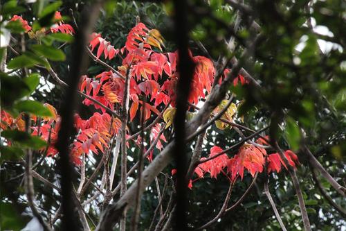 日向岬細島灯台散策